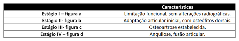 Classificação do hálux rígido em quatro estágios.