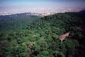 Fotografia da vista da Pedra Grande, com uma vegetação a frente e a cidade de São Paulo ao fundo.