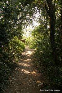 Fotografia de um dos trechos da trilha do Pico do Jaragua.