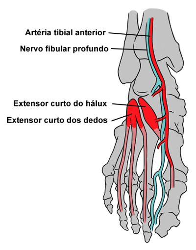 dor no dorso do pé ossos estrutura
