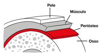Imagem ilustrativa mostrando o periósteo da tíbia.