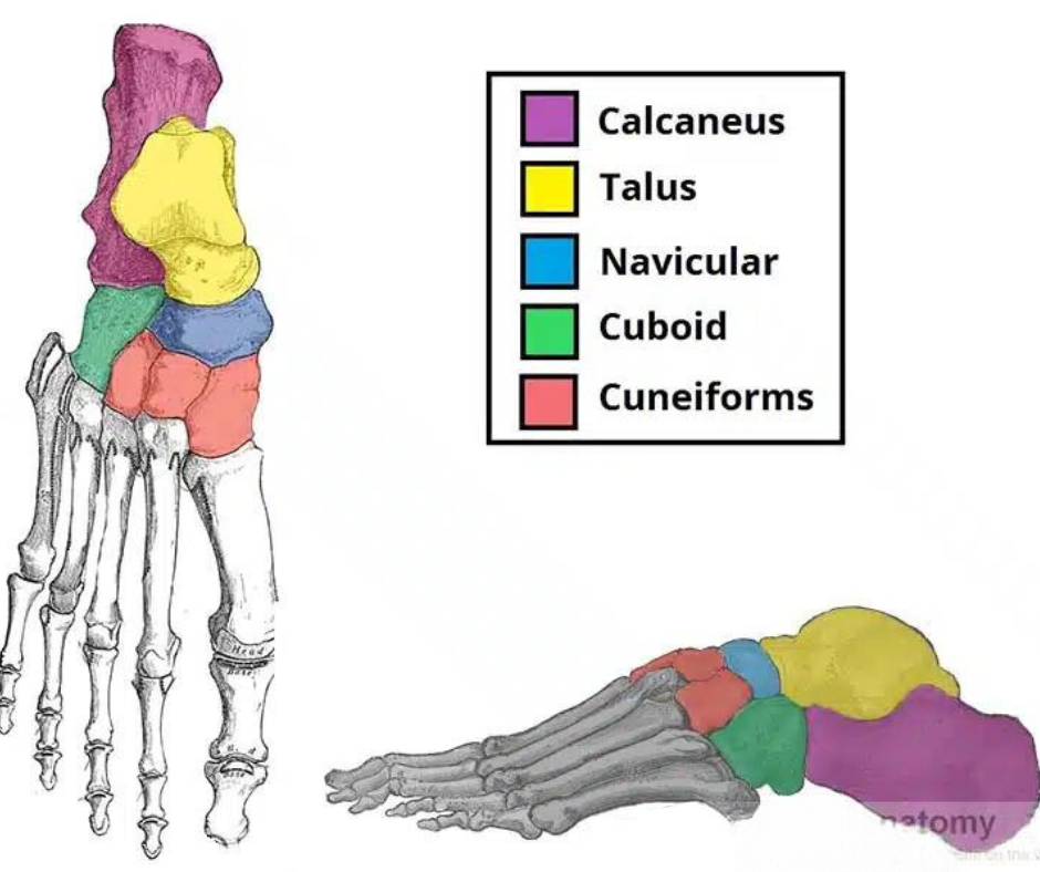 Imagem dos ossos do pé