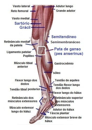 Desenho ilustrativo dos músculos da perna